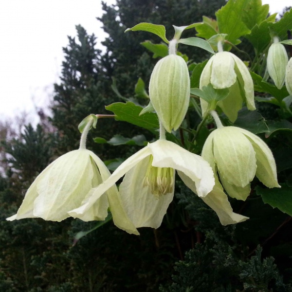 Clematis Ourika Valley