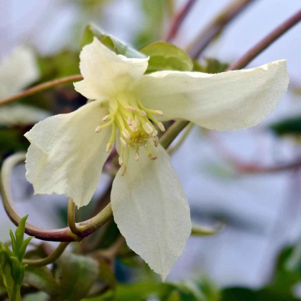 Clematis Ourika Valley