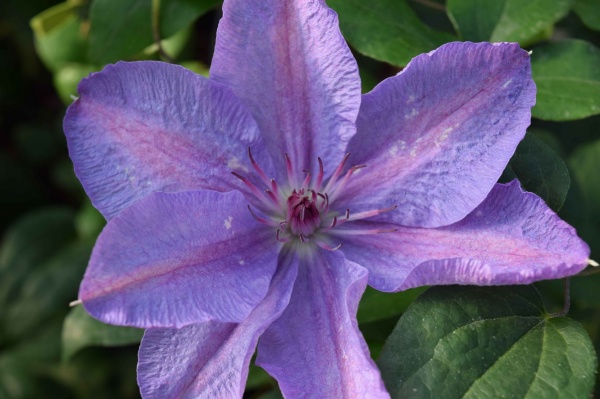 Clematis Pastel Princess