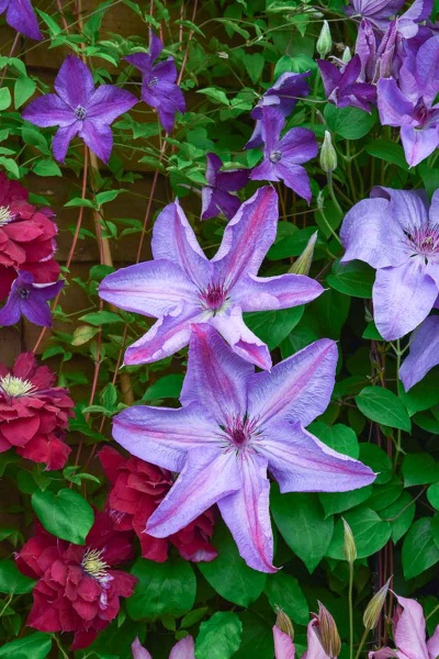 Clematis Pastel Princess