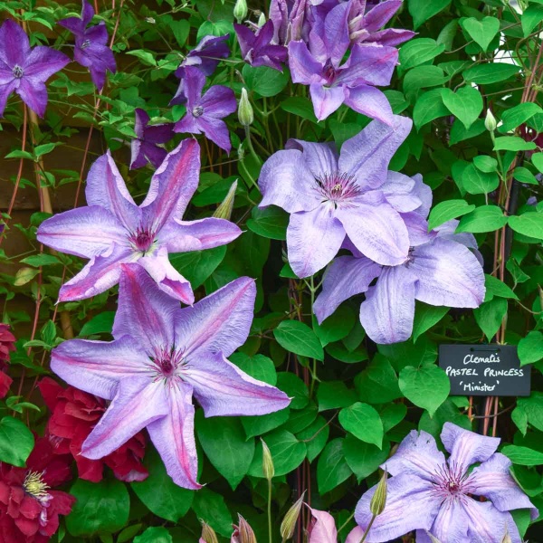 Clematis Pastel Princess