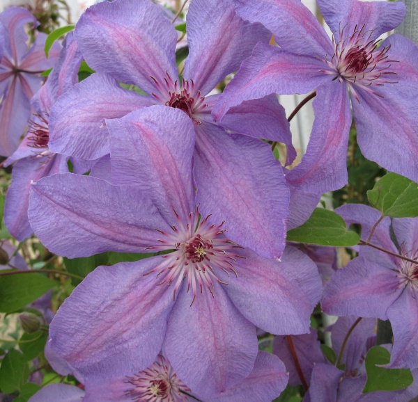 Clematis Pastel Princess