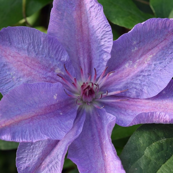 Clematis Pastel Princess