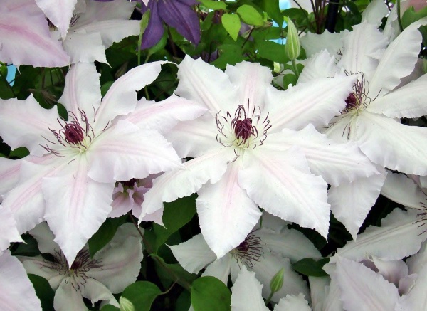 Clematis Pat Coleman