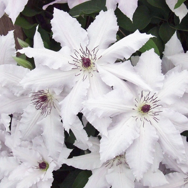 Clematis Pat Coleman