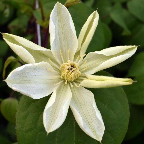 Clematis patens 'Manshuu Ki' ('Wadas Primrose')