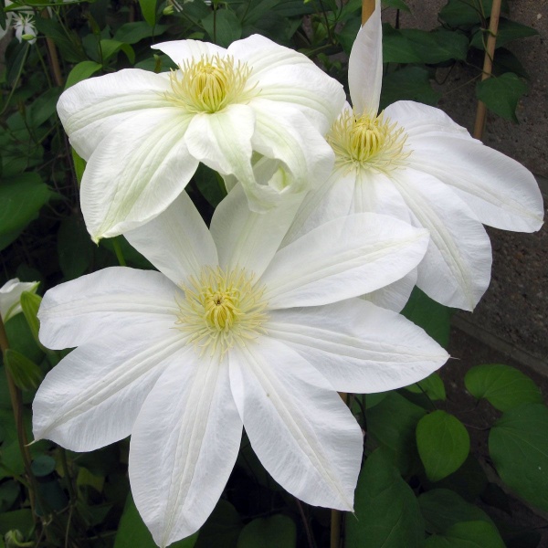 Clematis patens 'Manshuu Ki' ('Wadas Primrose')