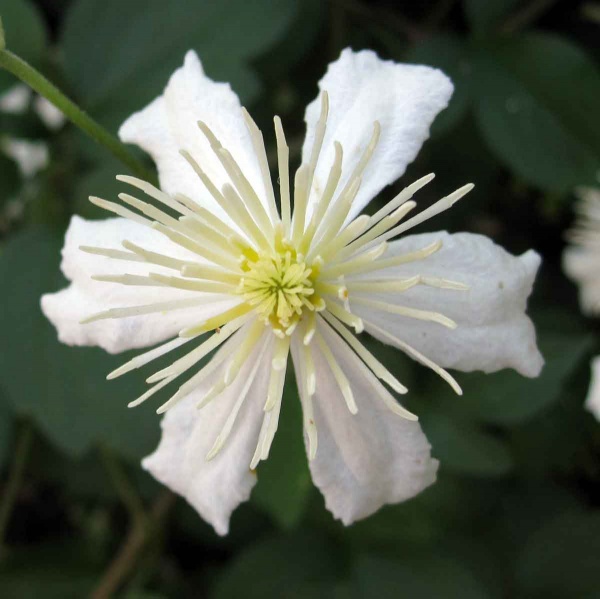 Clematis Paul Farges (Fargesioides, SUMMER SNOW)