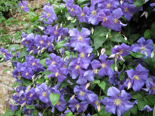 Clematis Perle d' Azur