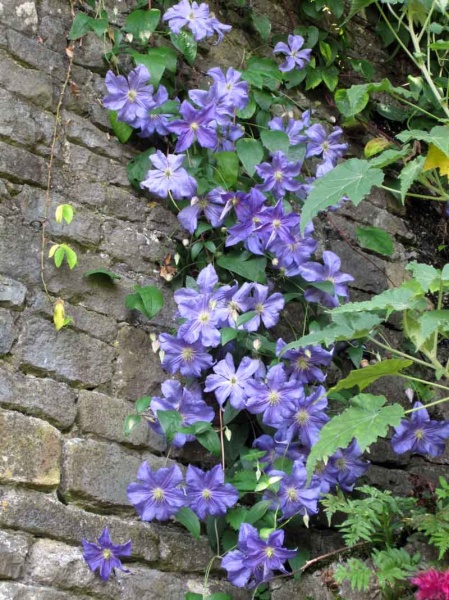 Clematis Perle d' Azur