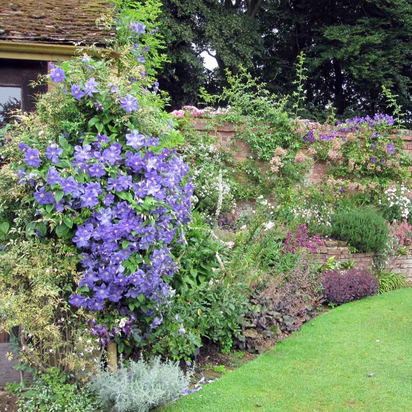 Clematis Perle d' Azur