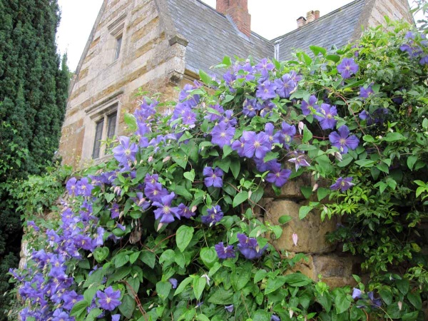 Clematis Perle d' Azur