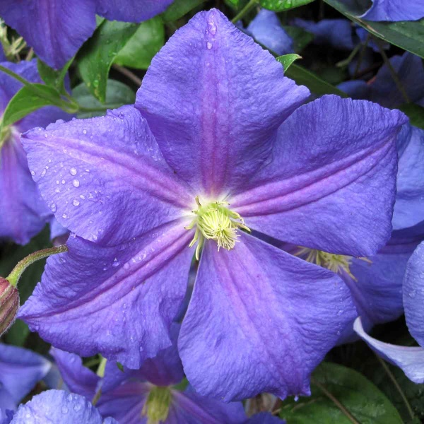 Clematis Perle d' Azur