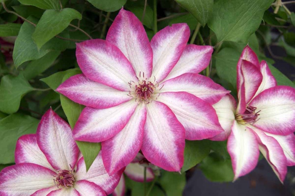 Clematis PICOTEE 'Zo09124'