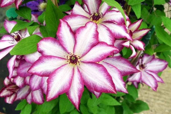 Clematis PICOTEE 'Zo09124'