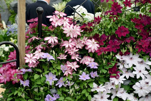 Clematis PICOTEE 'Zo09124'