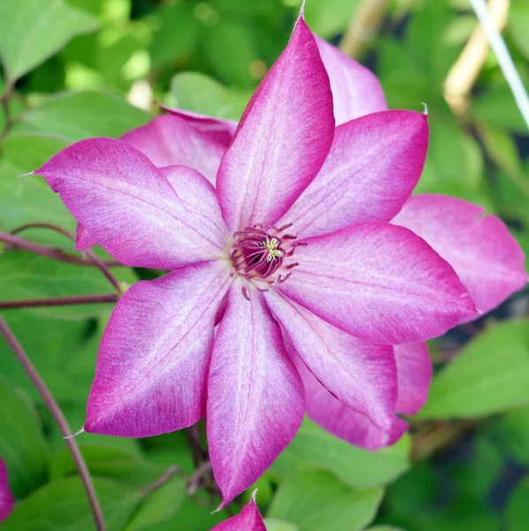 Clematis PICOTEE 'Zo09124'