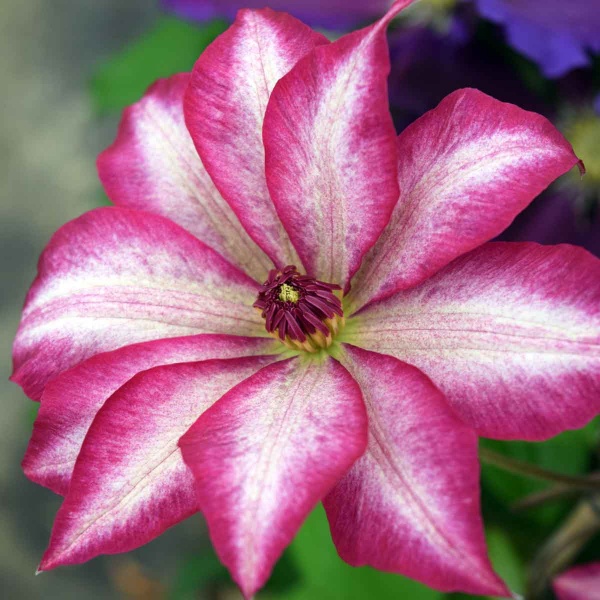 Clematis PICOTEE 'Zo09124'