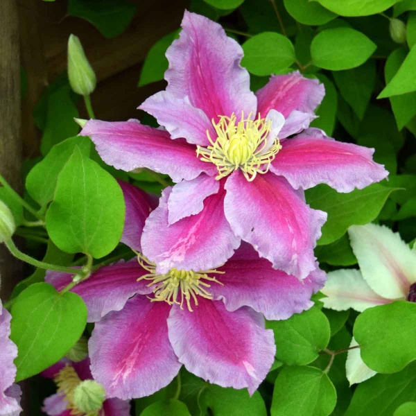 Clematis Piilu