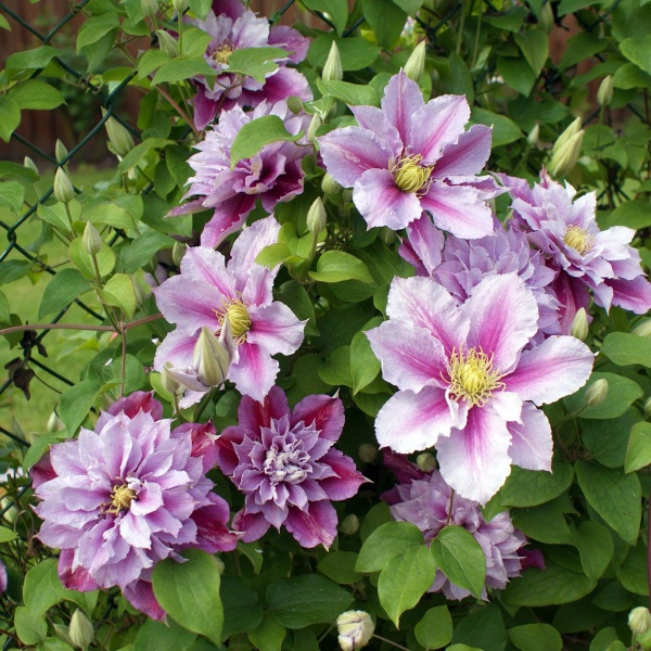 Clematis Piilu