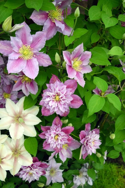 Clematis Piilu