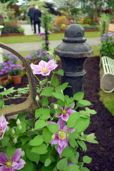 Clematis Piilu