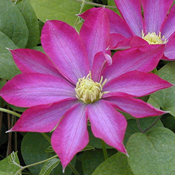 Clematis PINK CHAMPAGNE 'Kakio'