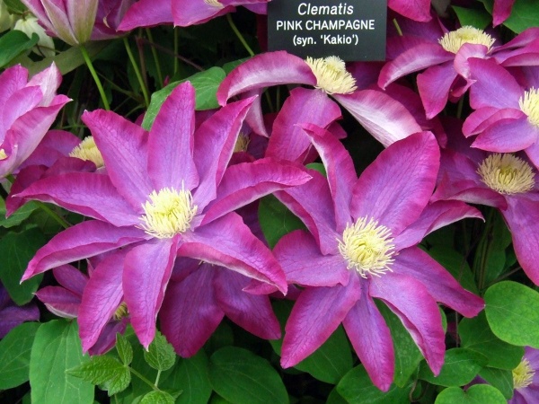 Clematis PINK CHAMPAGNE 'Kakio'