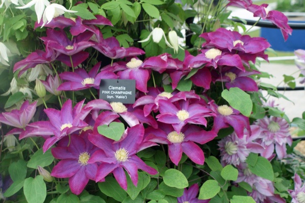 Clematis PINK CHAMPAGNE 'Kakio'