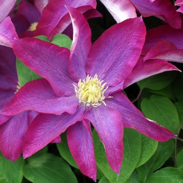 Clematis PINK CHAMPAGNE 'Kakio'