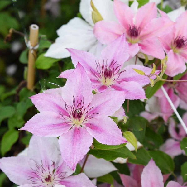 Clematis Pink Fantasy