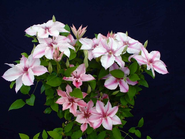 Clematis Pink Fantasy