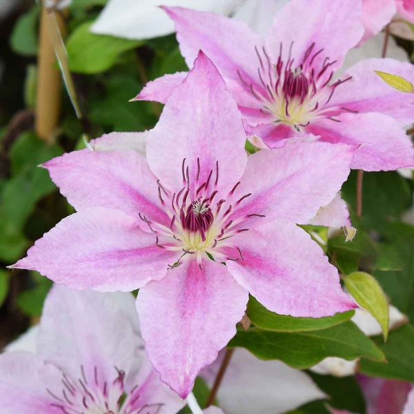 Clematis Pink Fantasy