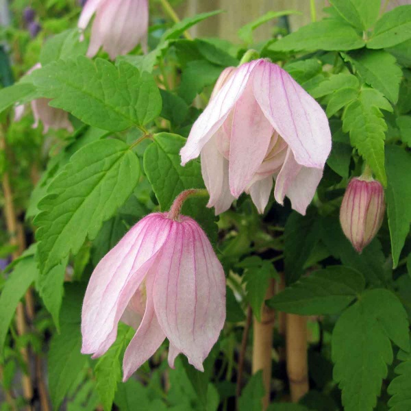 Clematis Pink Flamingo