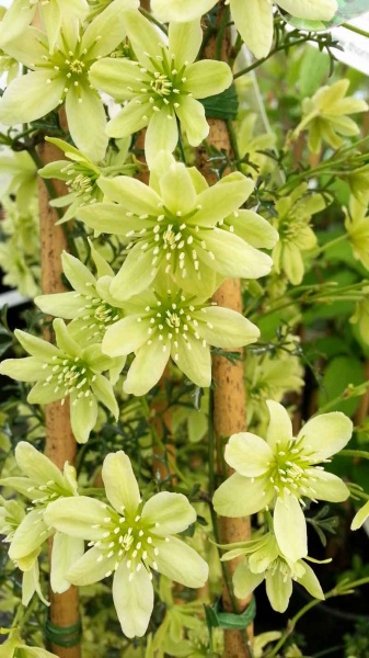 Clematis Pixie