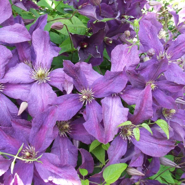 Clematis Polish Spirit