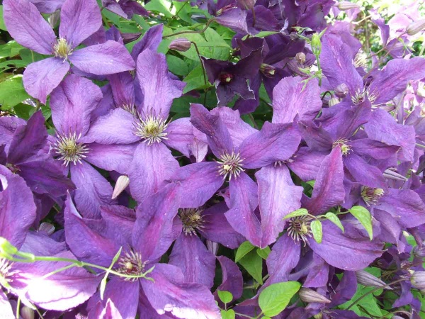 Clematis Polish Spirit