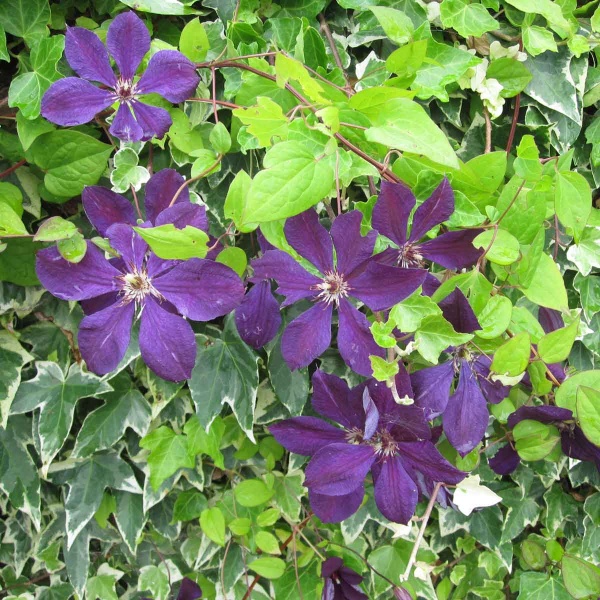 Clematis Polish Spirit