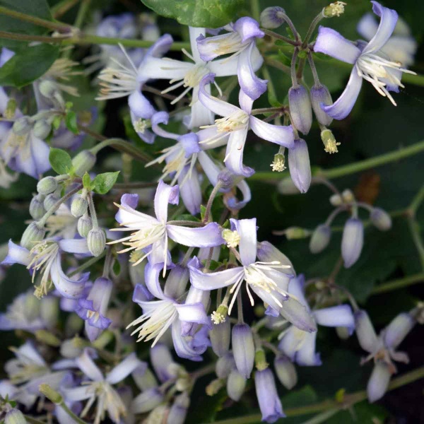 Clematis Praecox