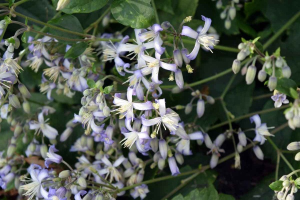 Clematis Praecox