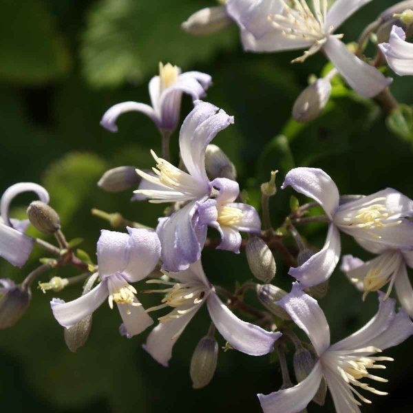 Clematis Praecox