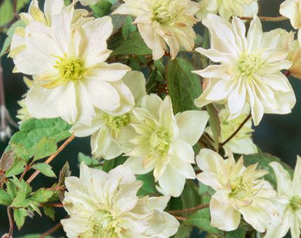 Clematis Primrose Star