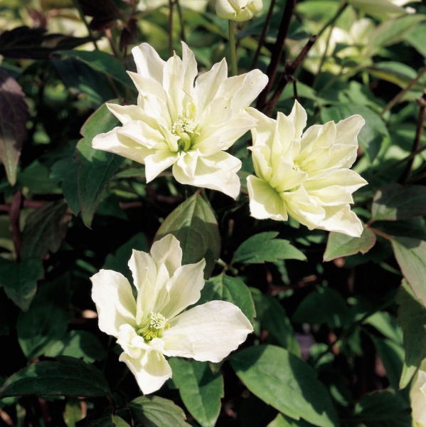 Clematis Primrose Star