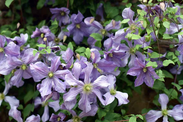 Clematis Prince Charles