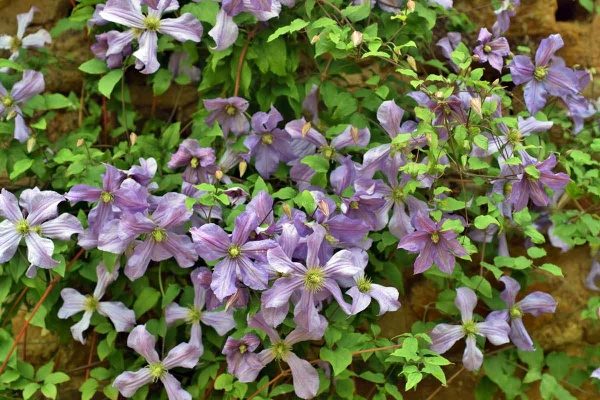 Clematis Prince Charles