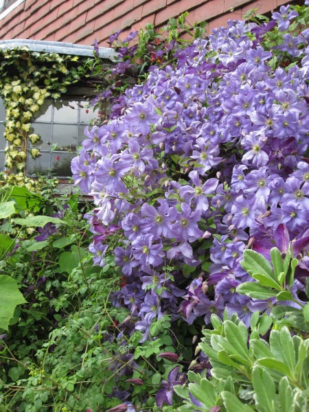 Clematis Prince Charles