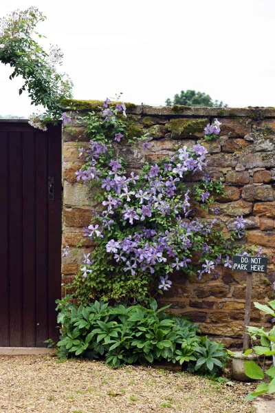 Clematis Prince Charles