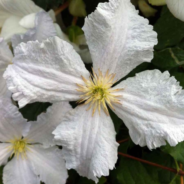 Clematis Prince George