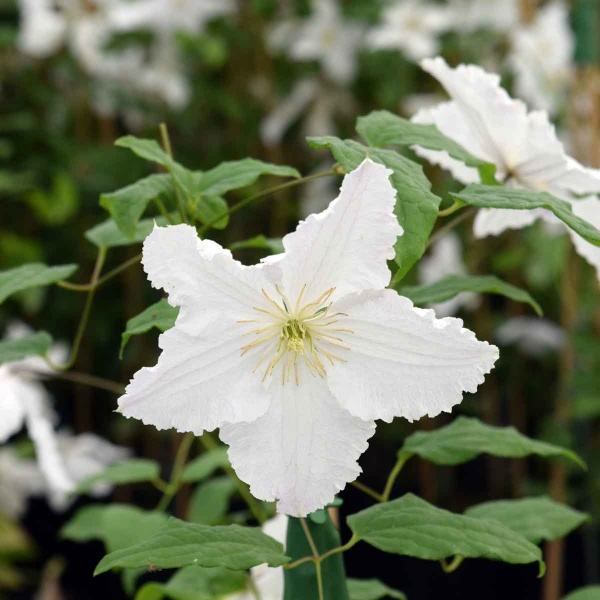 Clematis Prince George