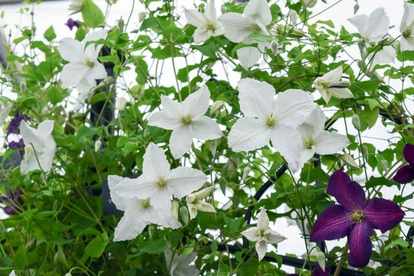 Clematis Prince George